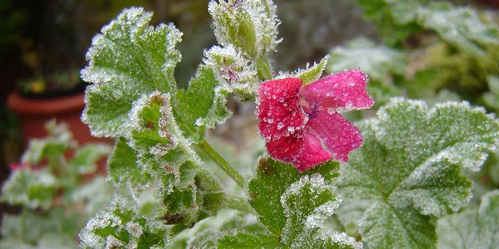 Frosty Flower