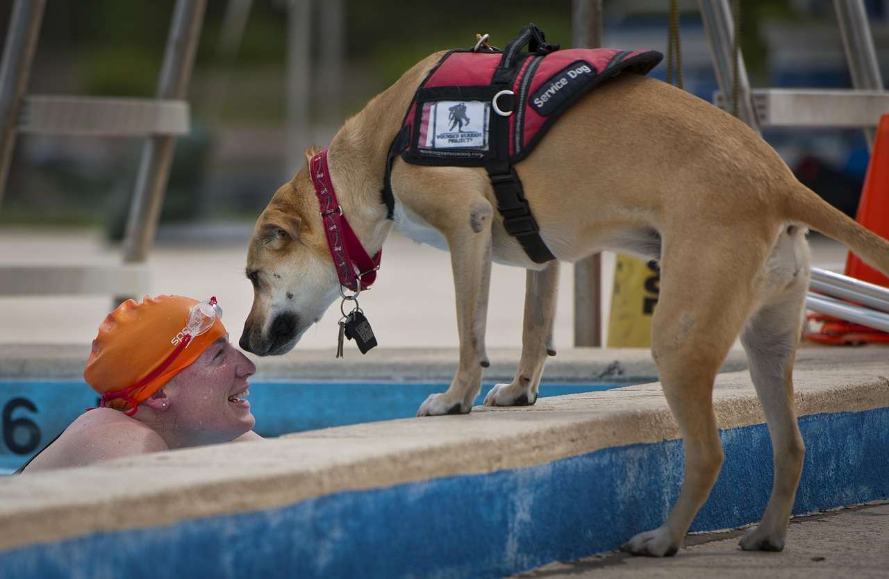 Swimmer and guide dog